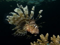   lion fish guarding its teritory 0630 AM -06:30 06:30  